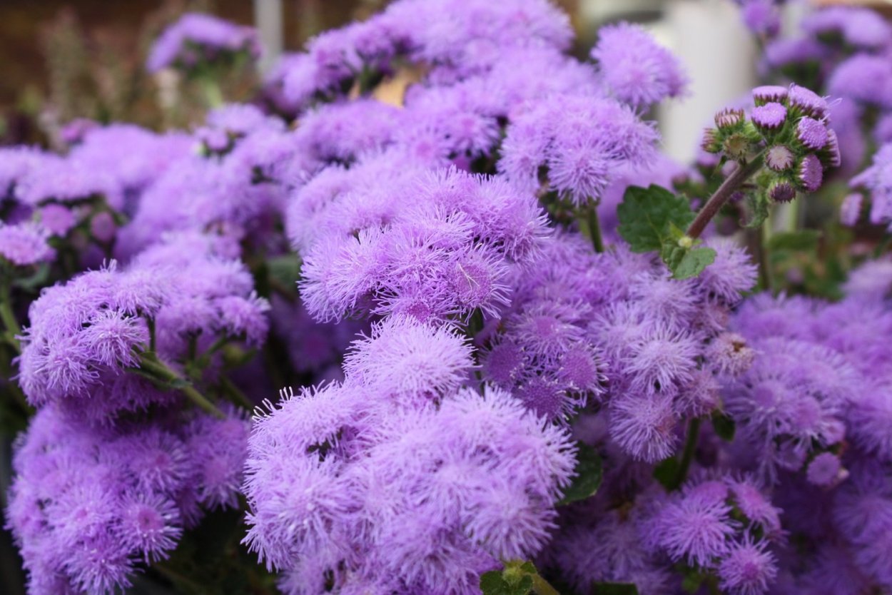 Агератум Хоустона синий