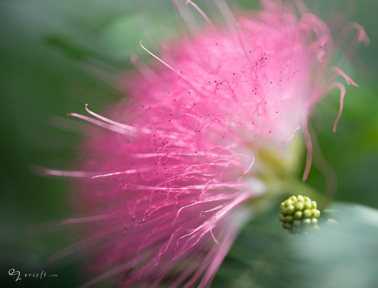 Розовые пушистые цветы