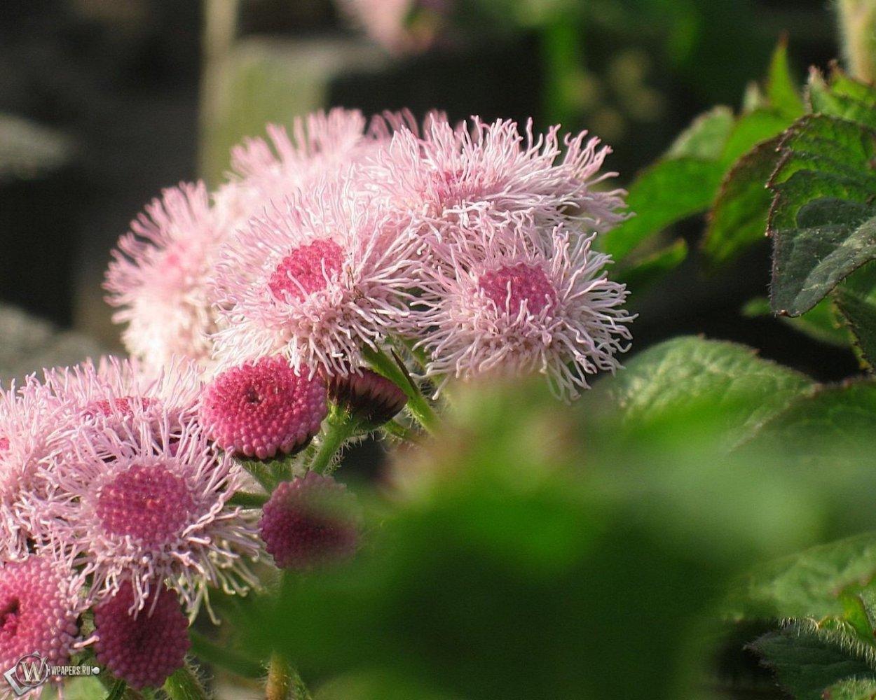 Агератум розовый