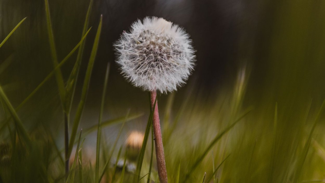 Картинки на рабочий стол одуванчики