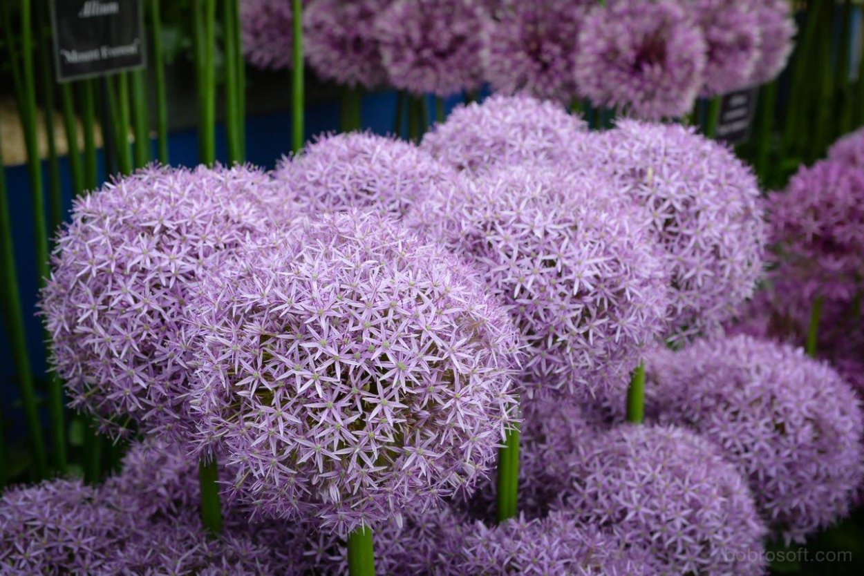 Многолетники пушистые шаровидные