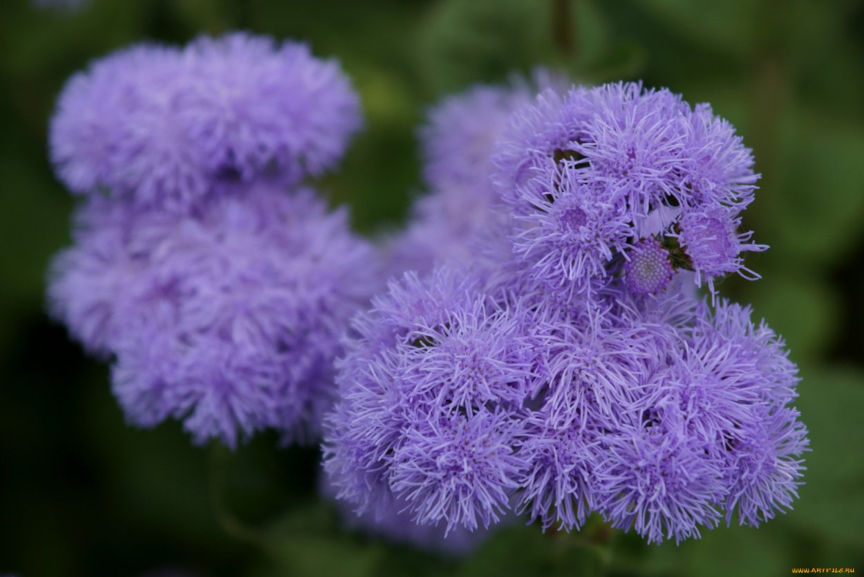 Агератум сиреневый, пушистый