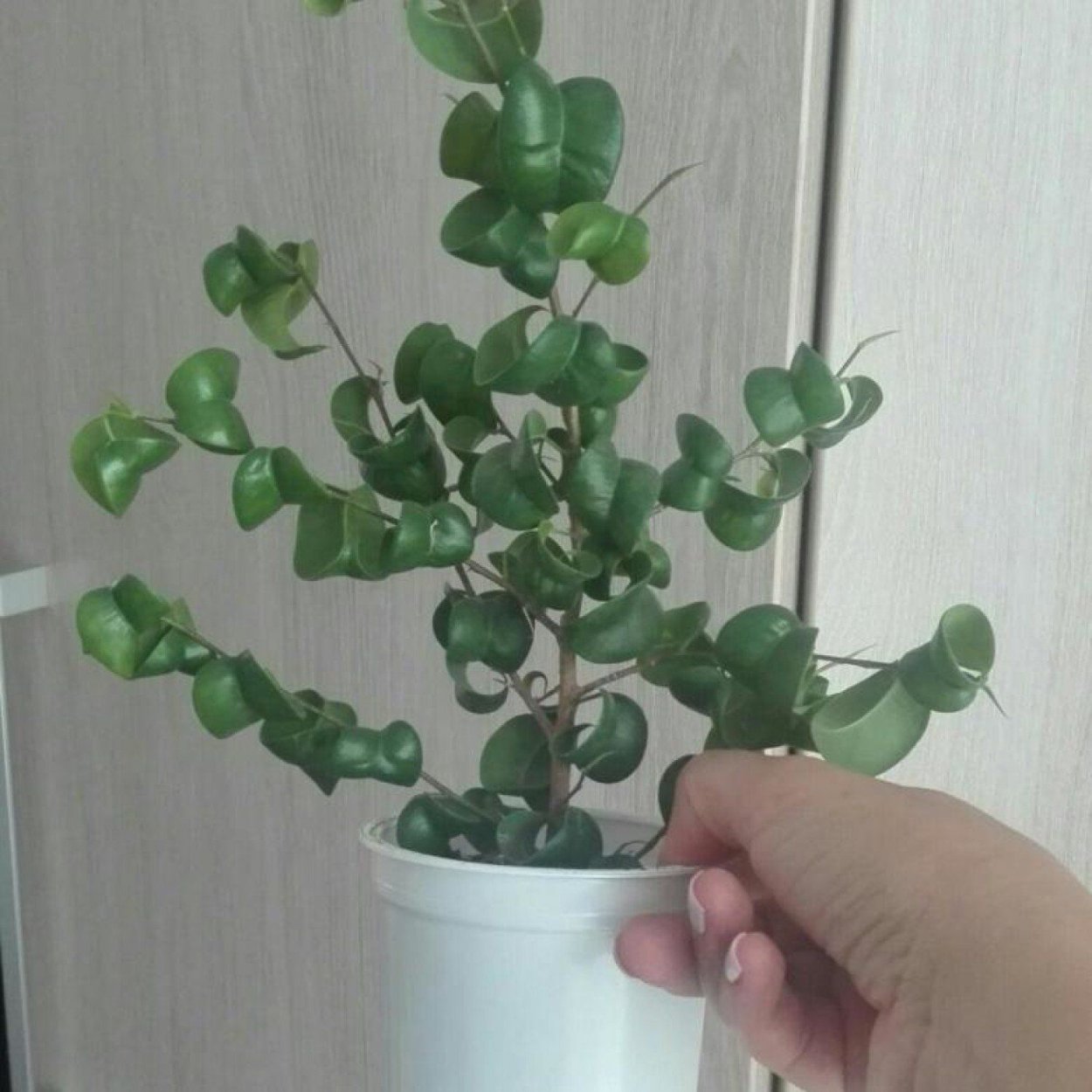 Фикус Бенджамина Барак