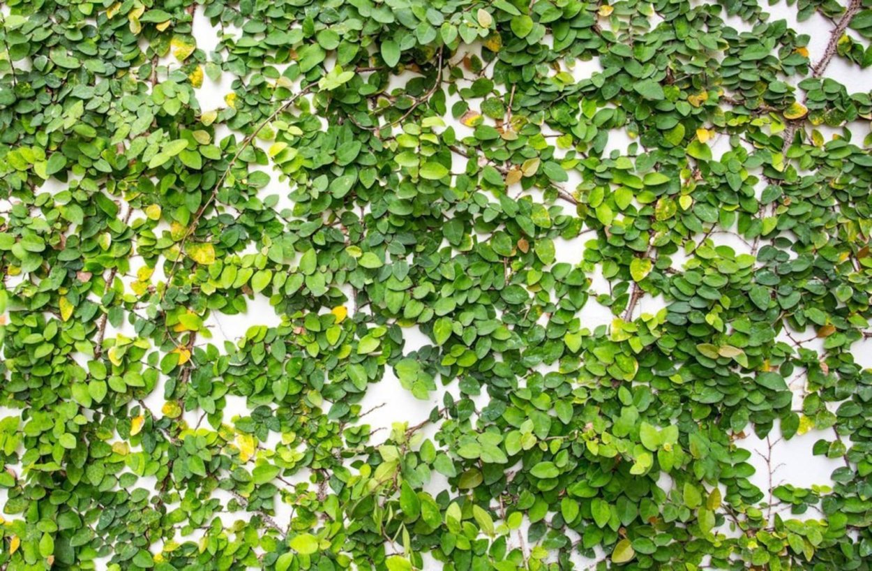 Фикус Пумила ползучий