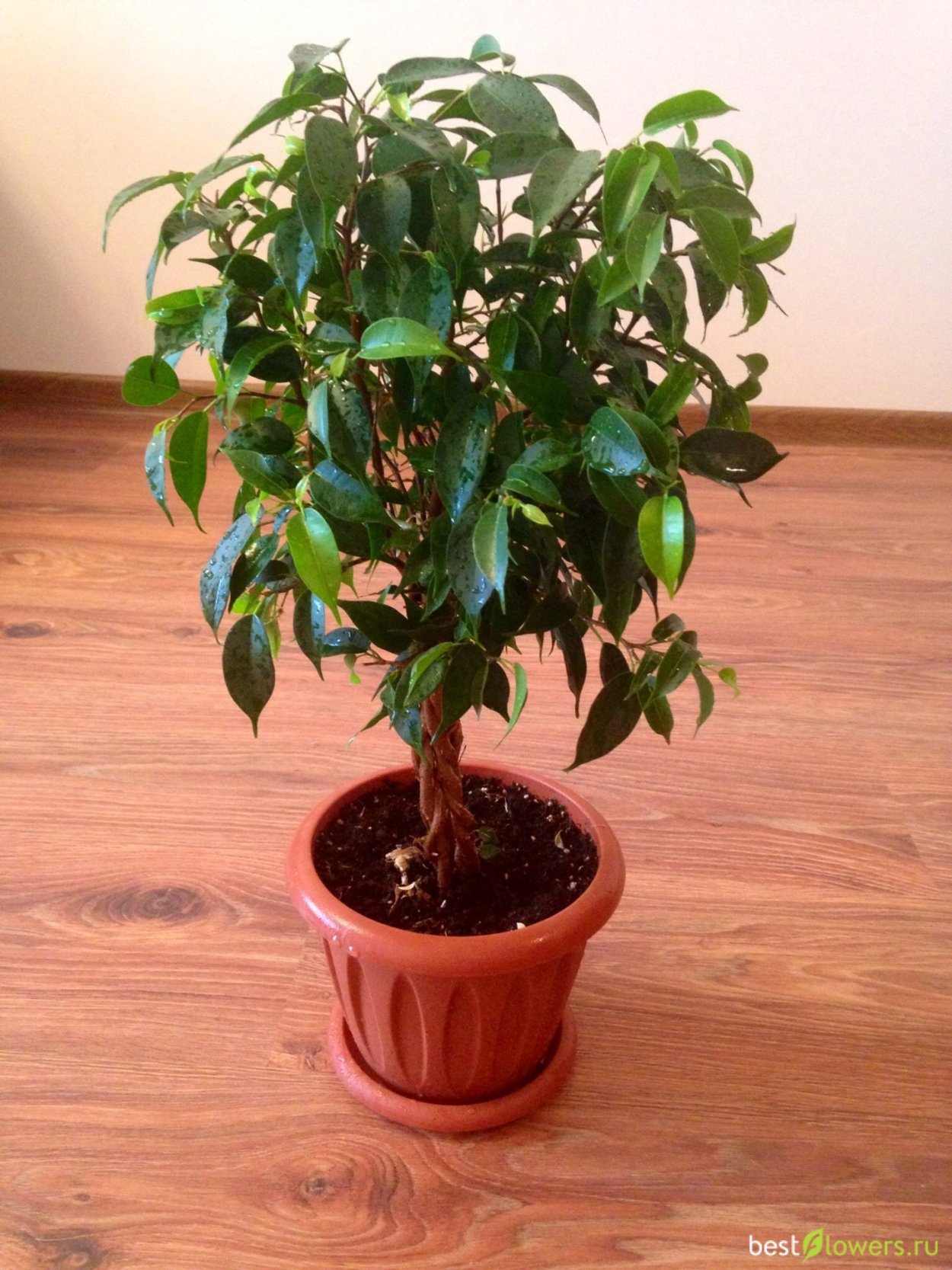 Фикус Барок