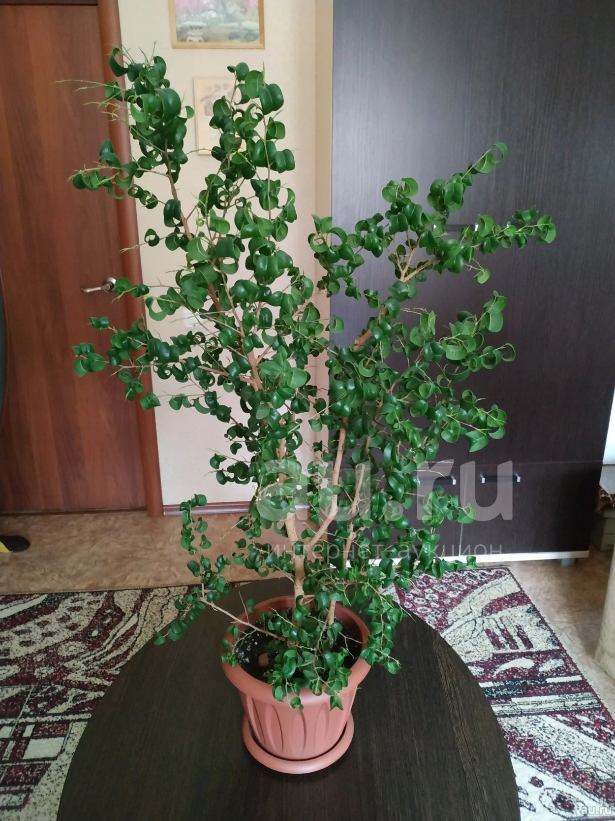 Фикус Бенджамина кудрявый