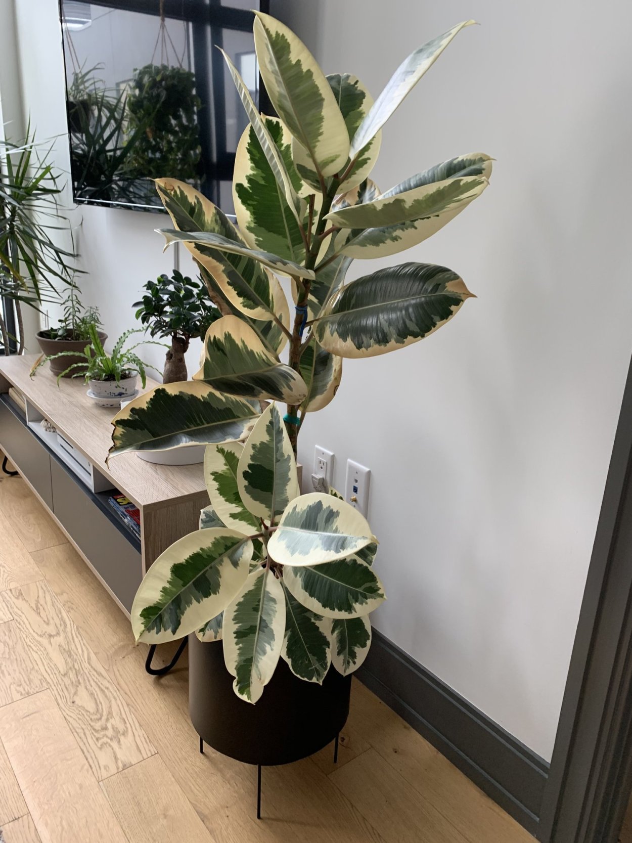 Фикус каучуконосный Тинеке