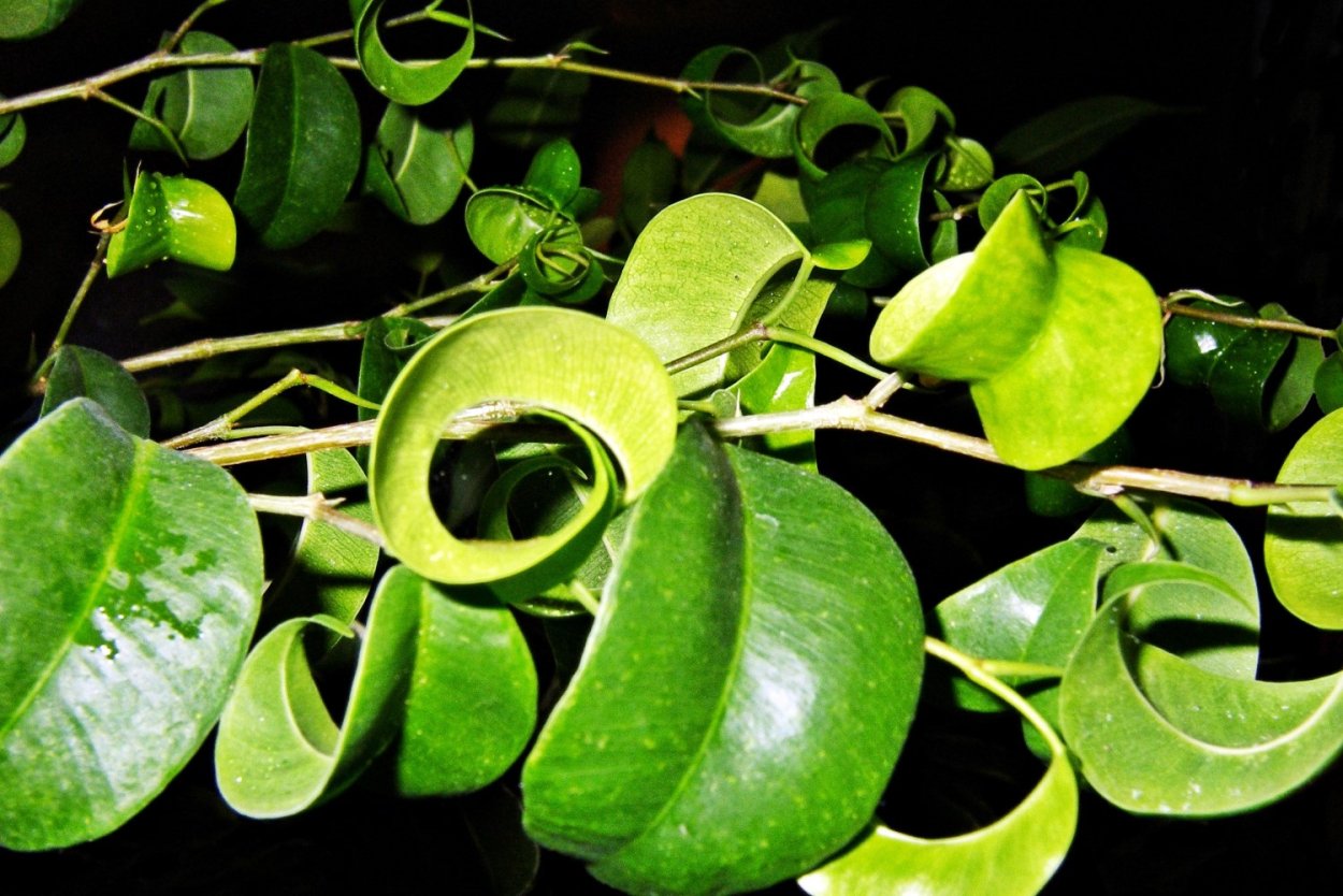 Фикус Барок