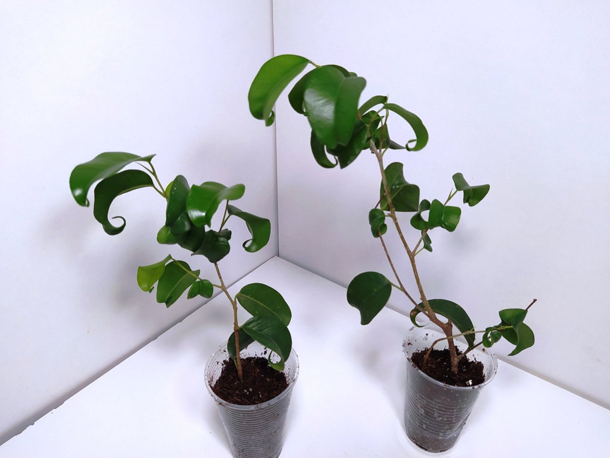 Фикус бельгийский