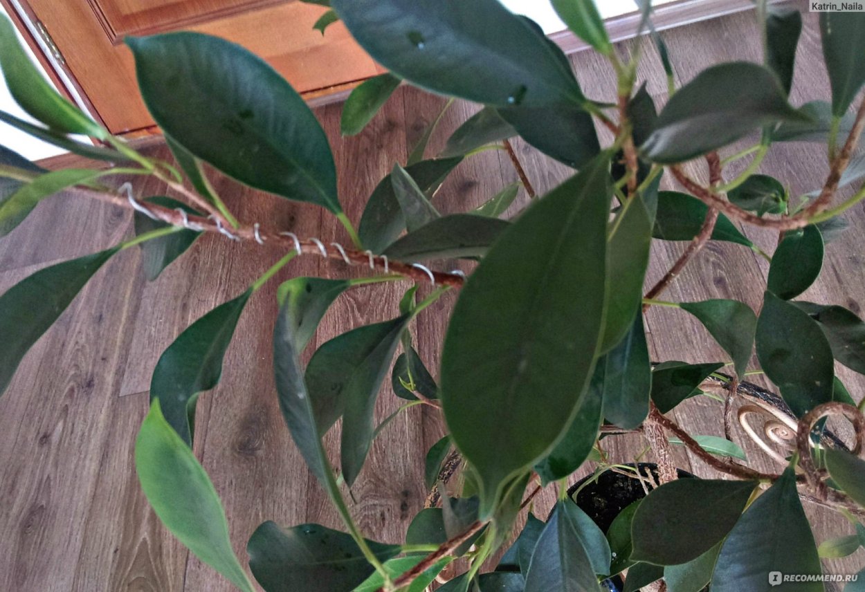 Фикус необычный