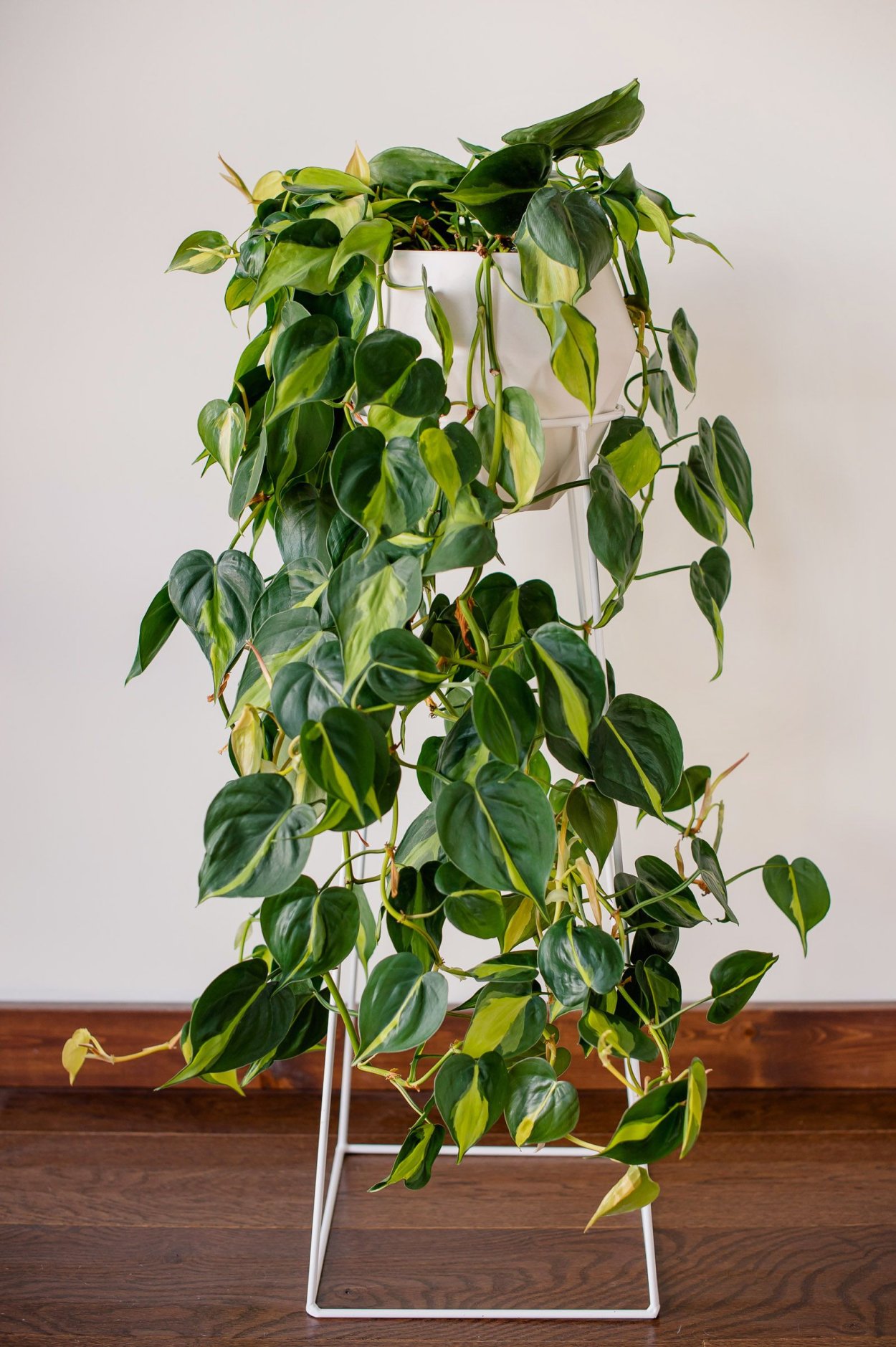 Филодендрон лазающий