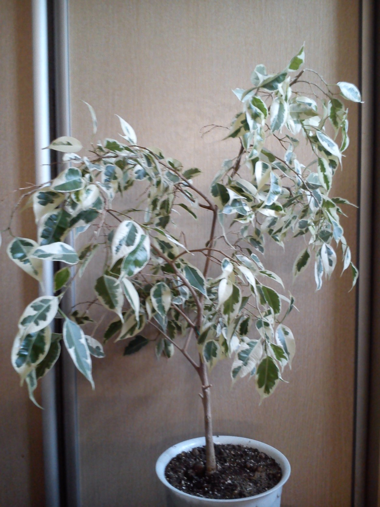 Кучерявый фикус название