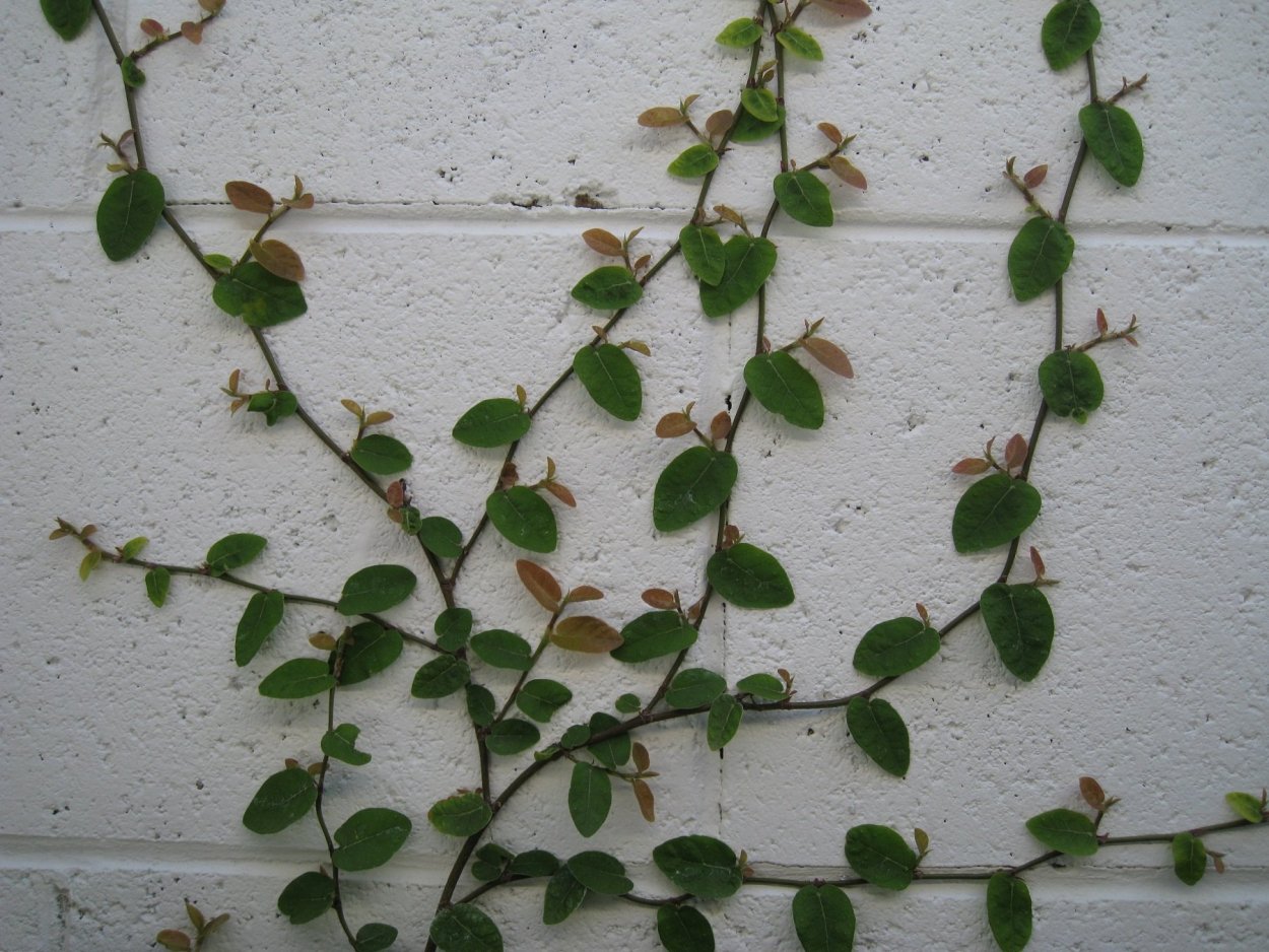 Фикус ползучий