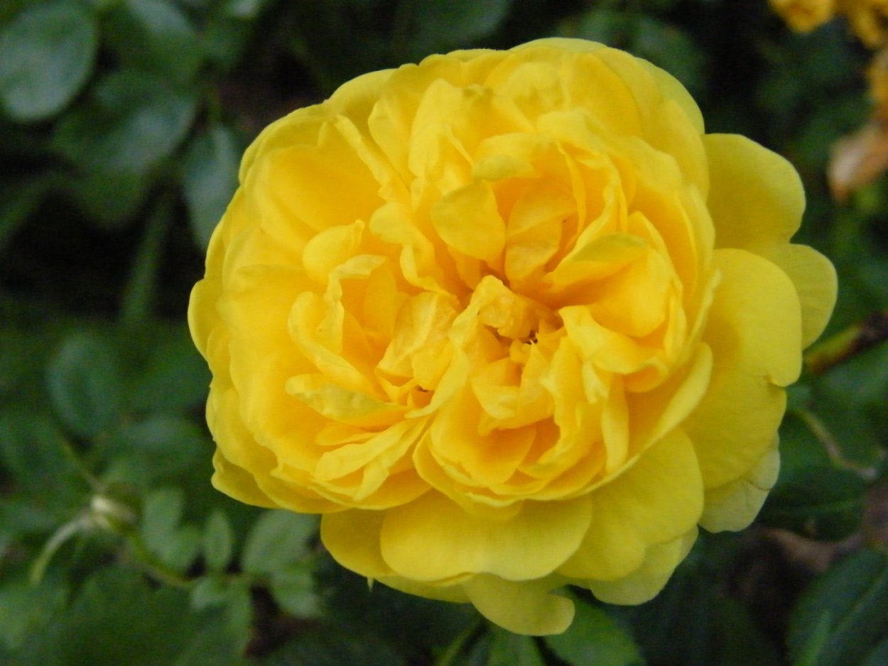 Роза персиан йеллоу