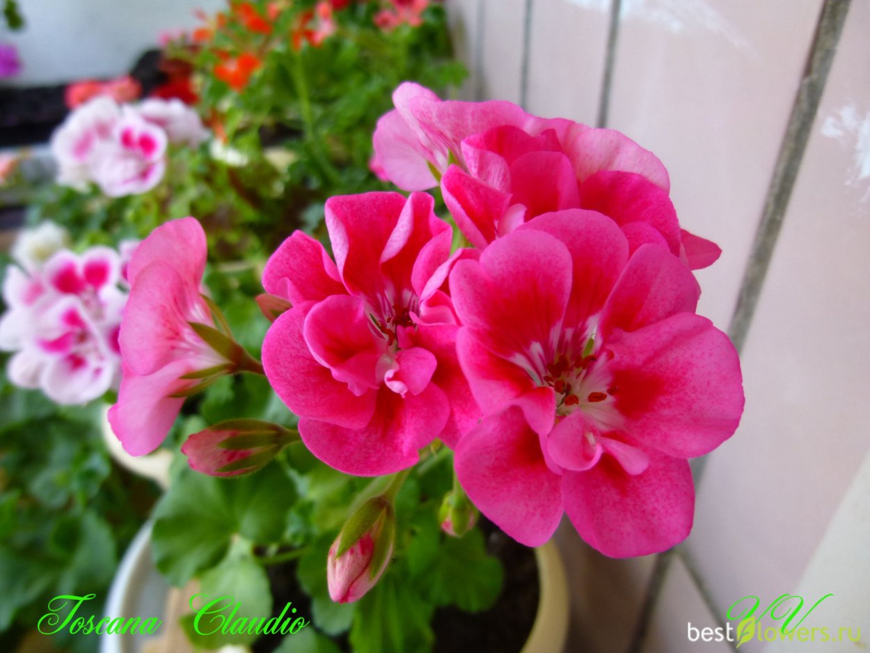 Пеларгония Тоскана Клаудио