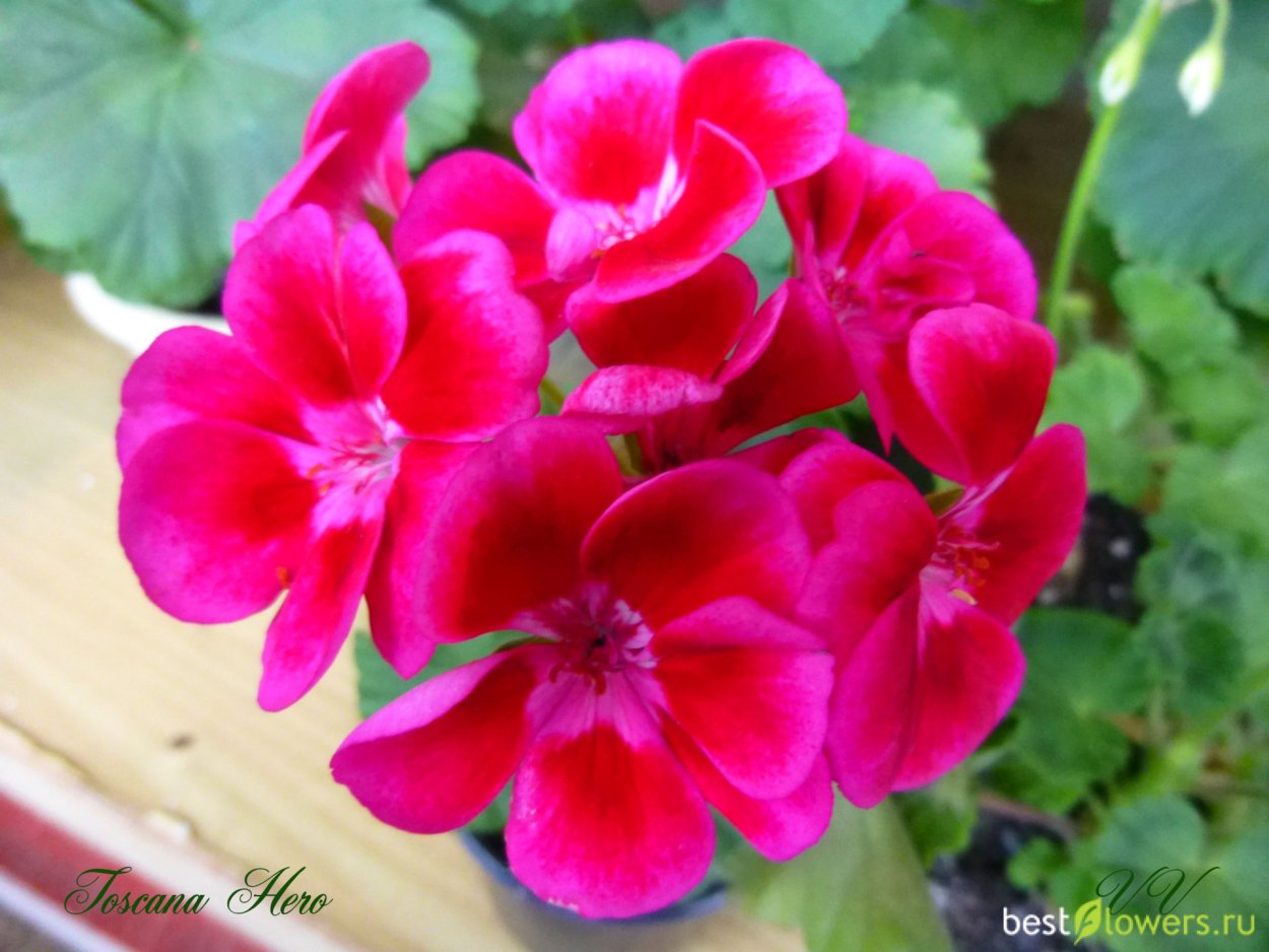 Пеларгония Toscana Hero