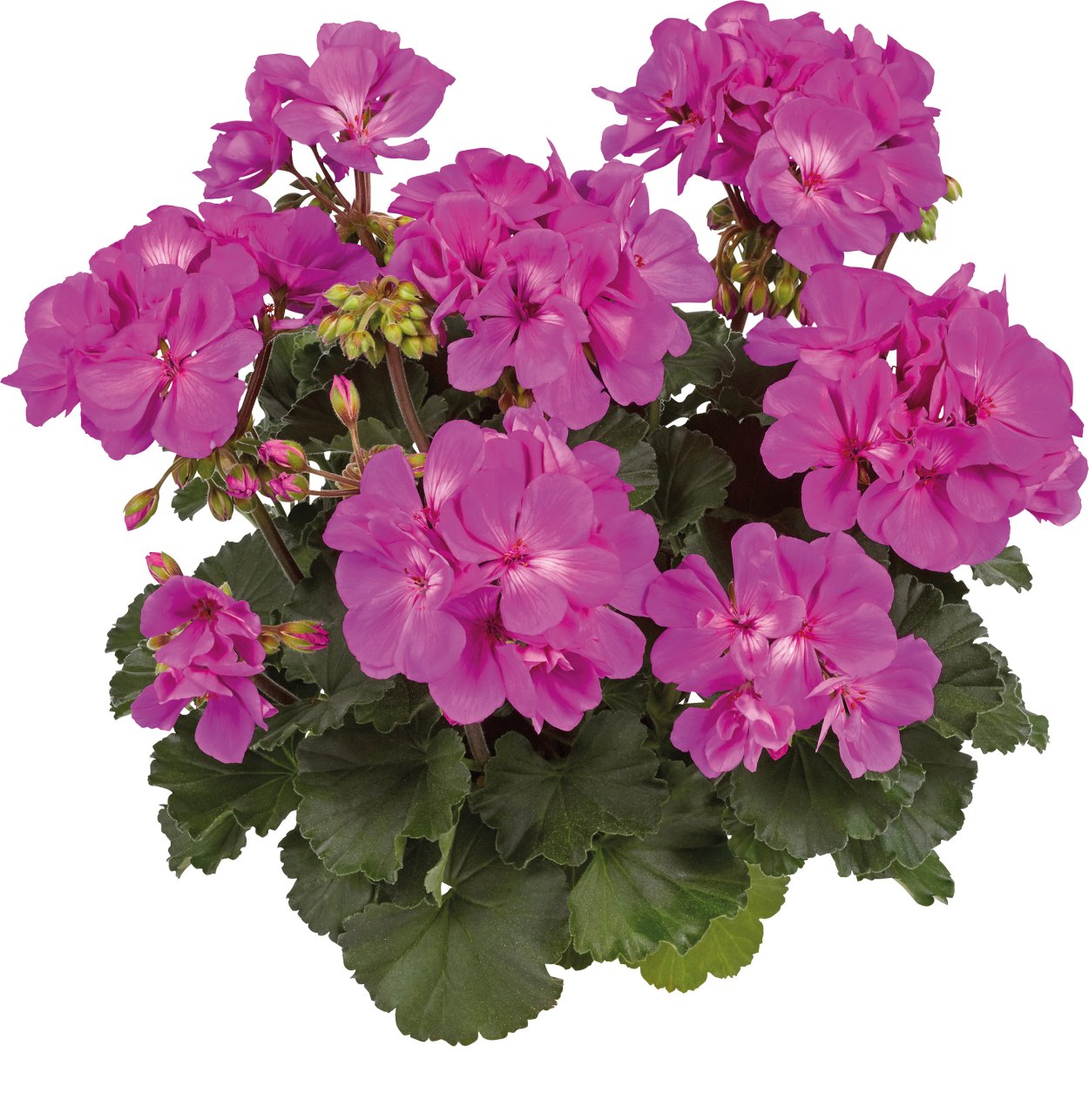 Пеларгония зональная Toscana Dolce Vita Tessa