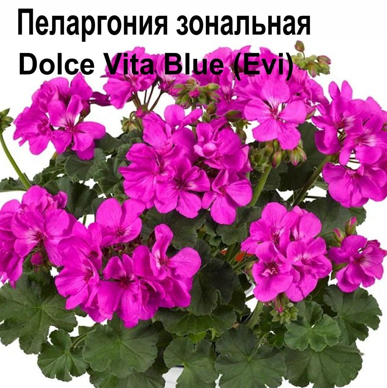 Цветок уличные до минус 30