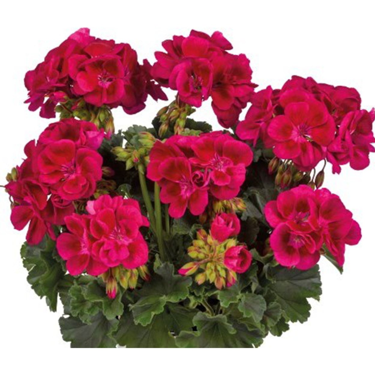 Пеларгония Dolce Vita Mia