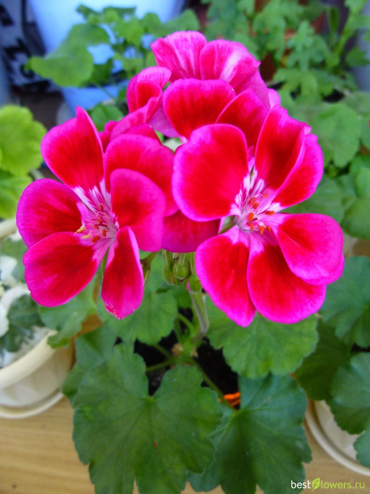 Пеларгония Тоскана Хиро