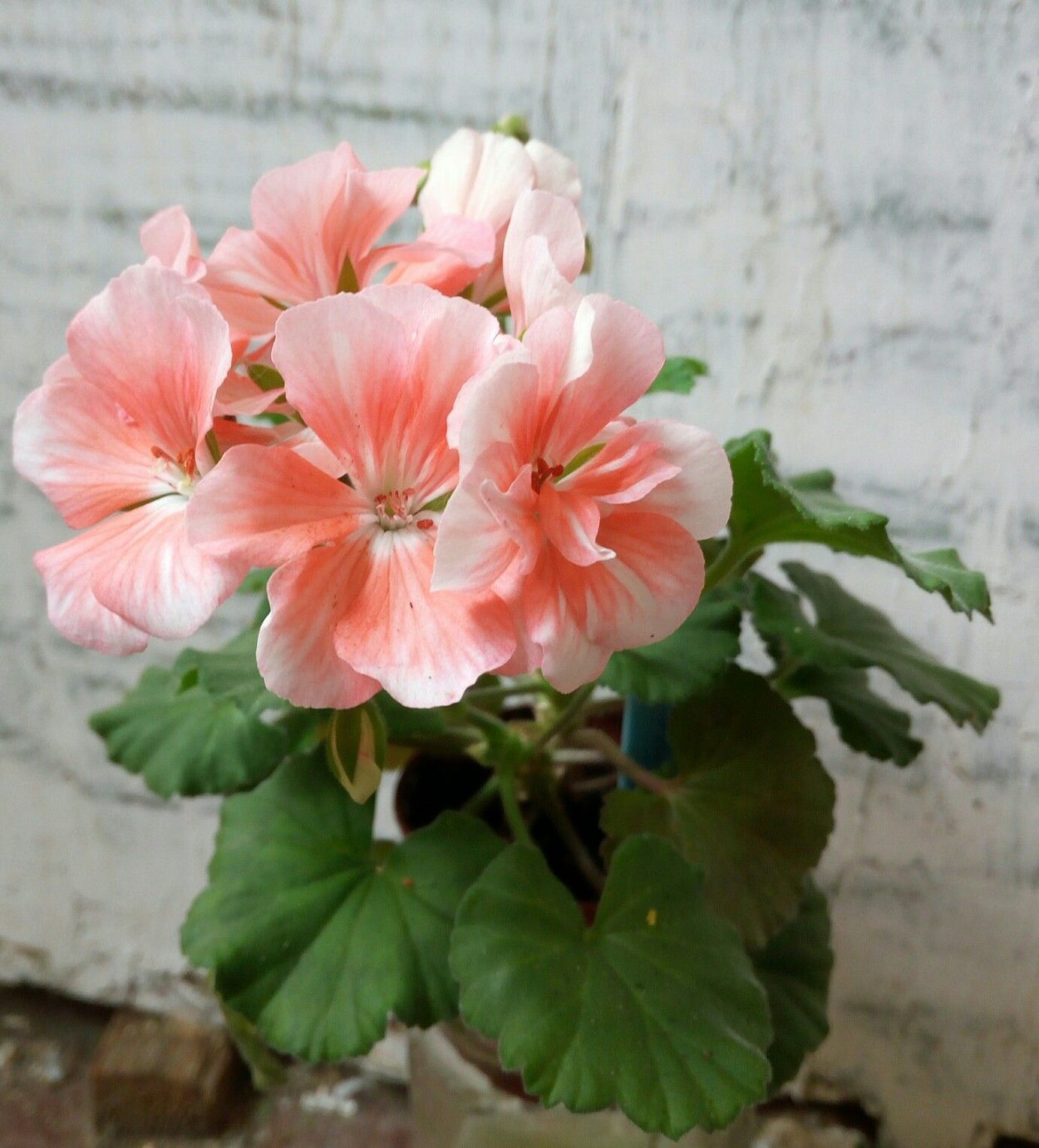 Toscana Soren пеларгония