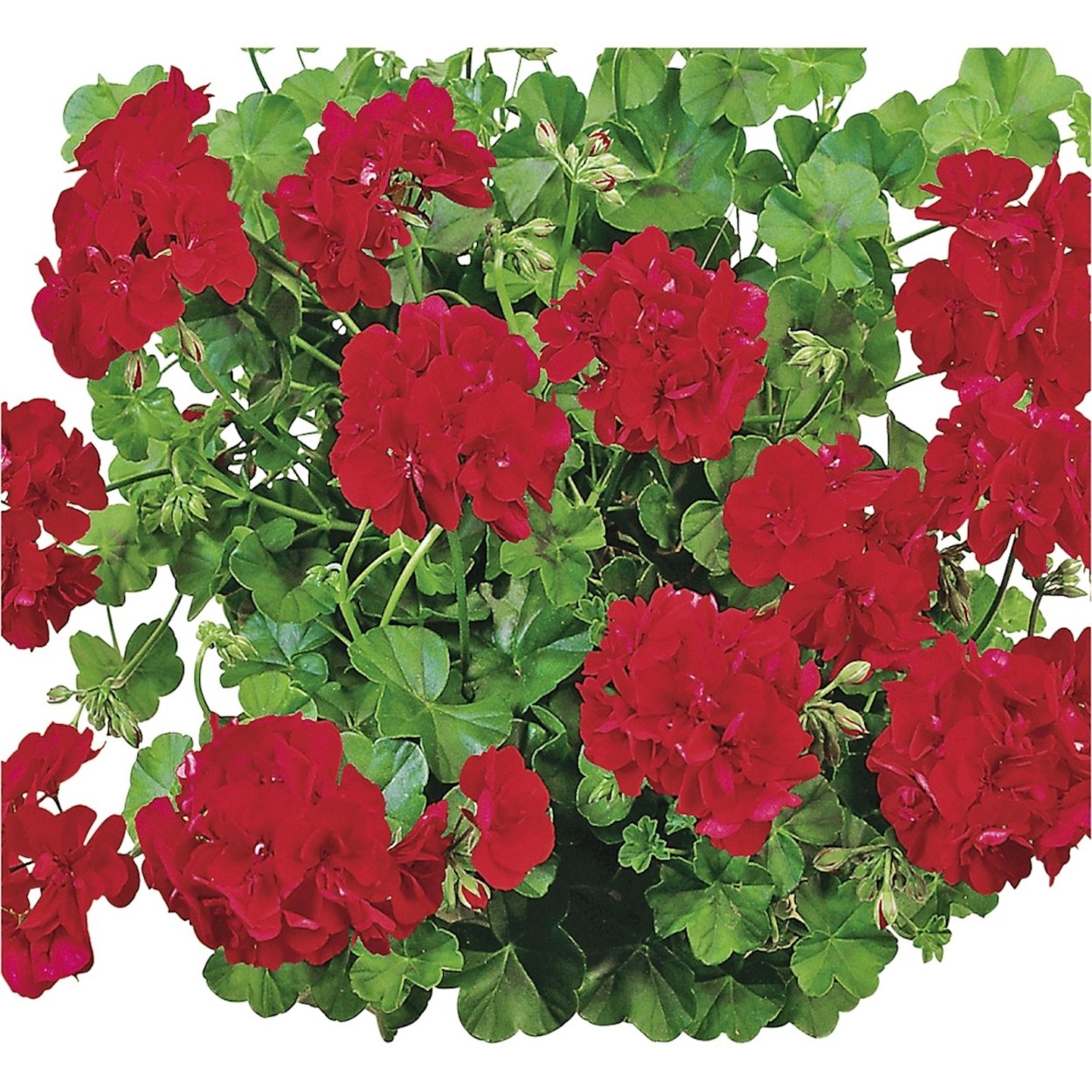 Пеларгония Тоскана Ренске