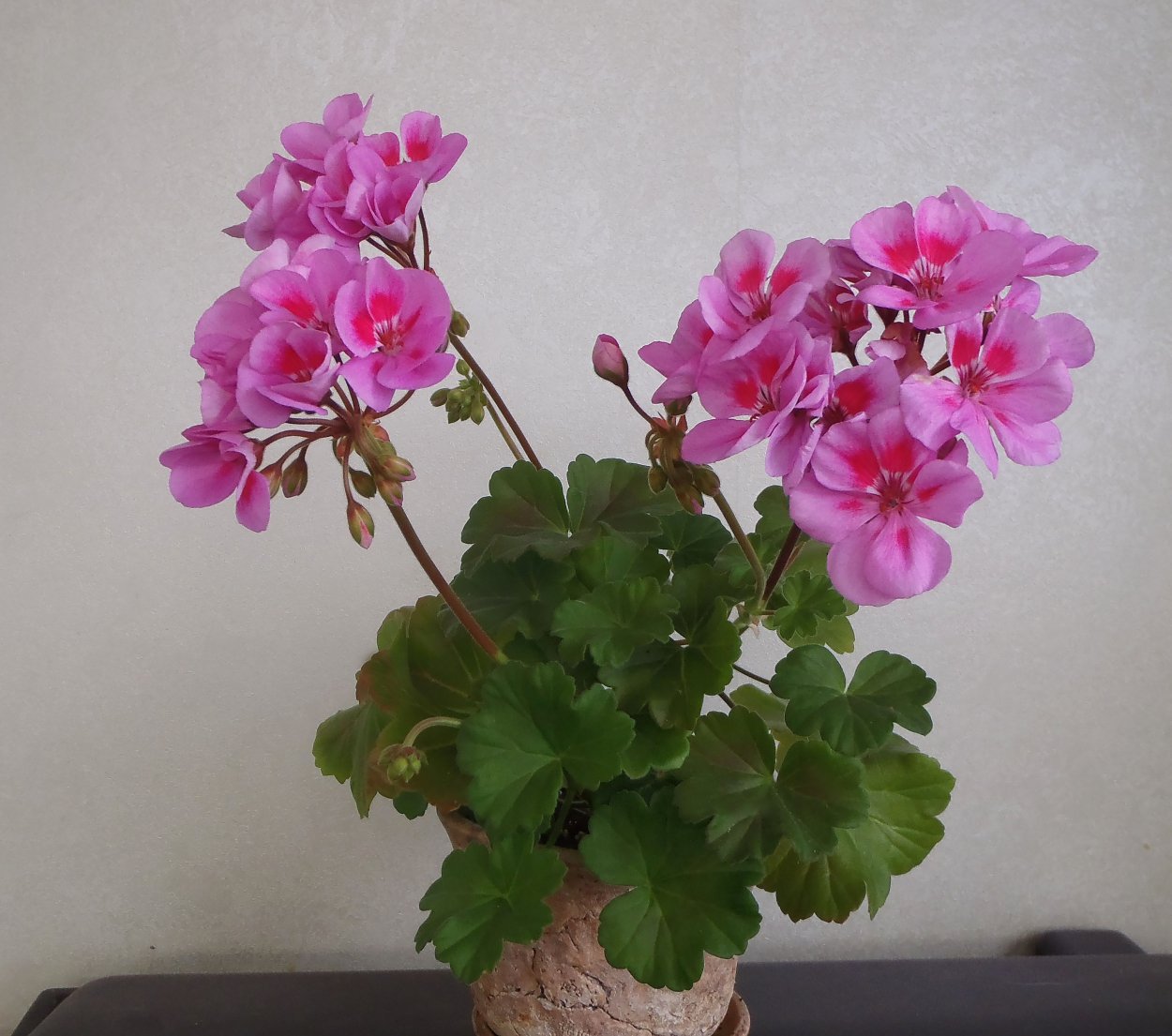 Пеларгония Pac ICECRYSTAL