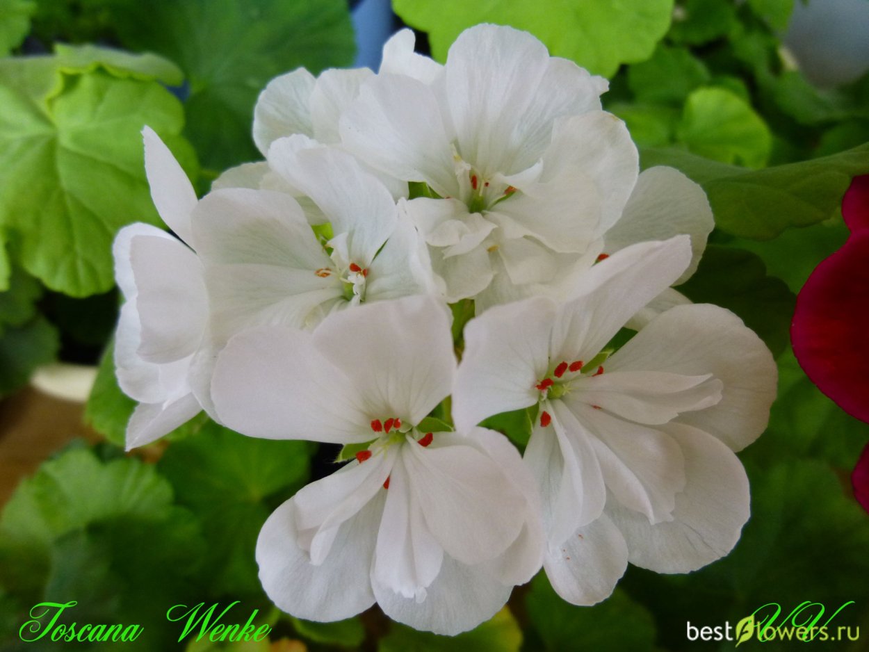 Пеларгония Тоскана Wenke