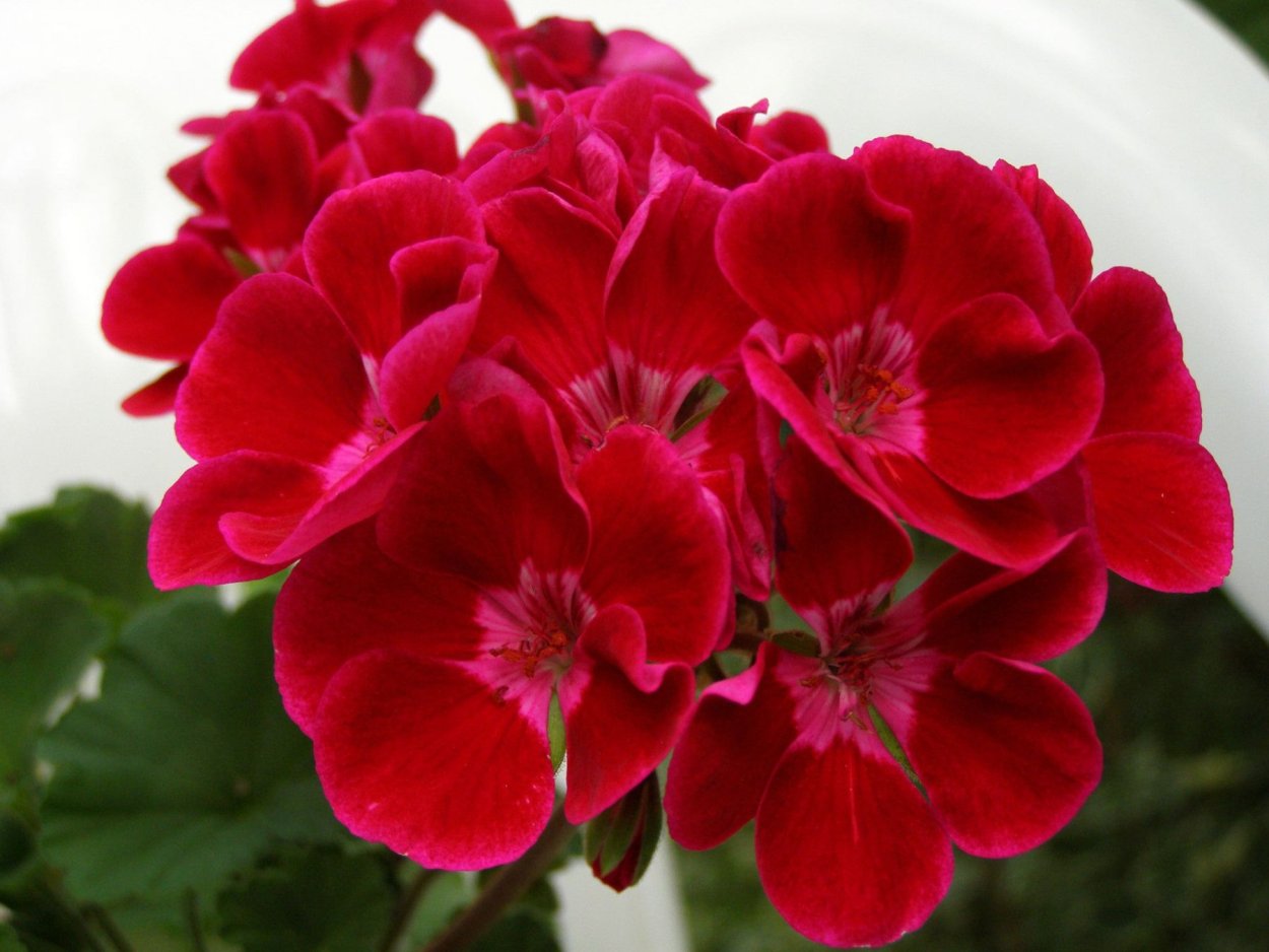 Пеларгония Toscana Tammo