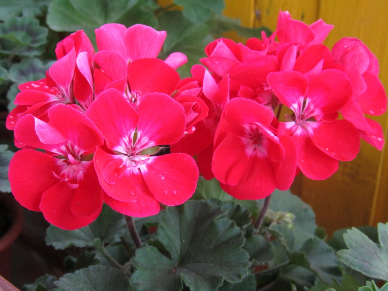 Пеларгония зональная Toscana Tammo