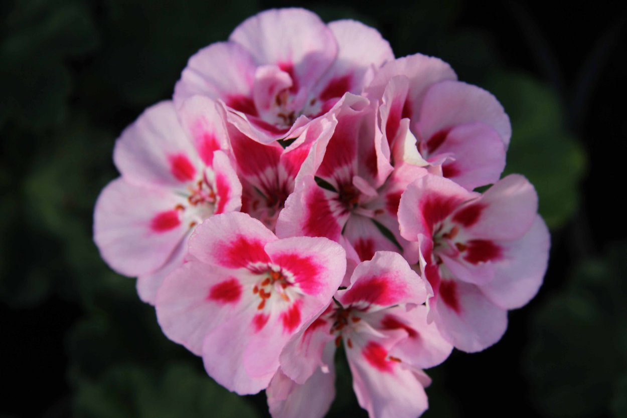 Пеларгония Тоскана Linus