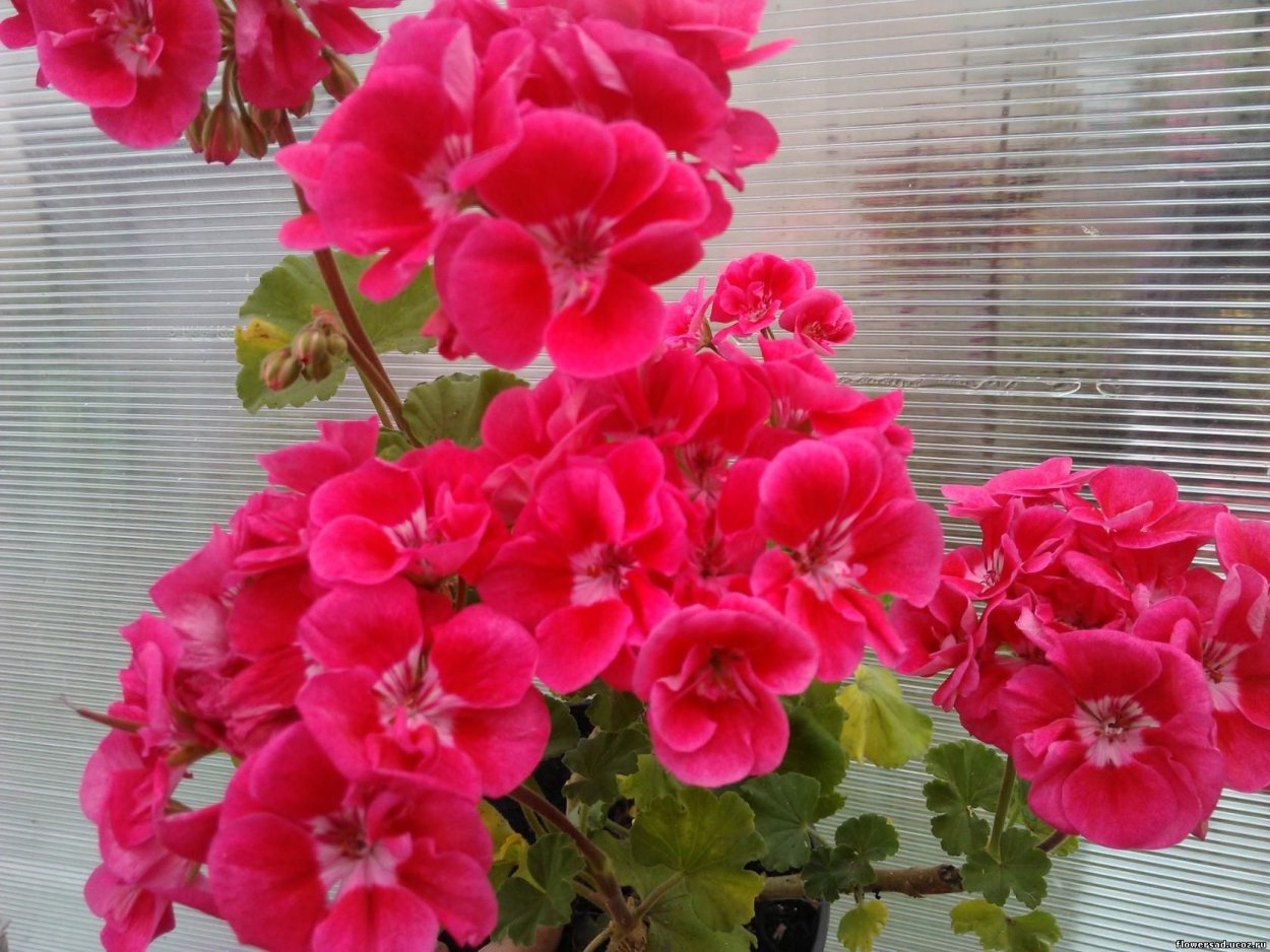 Герань Тоскана Клаудио