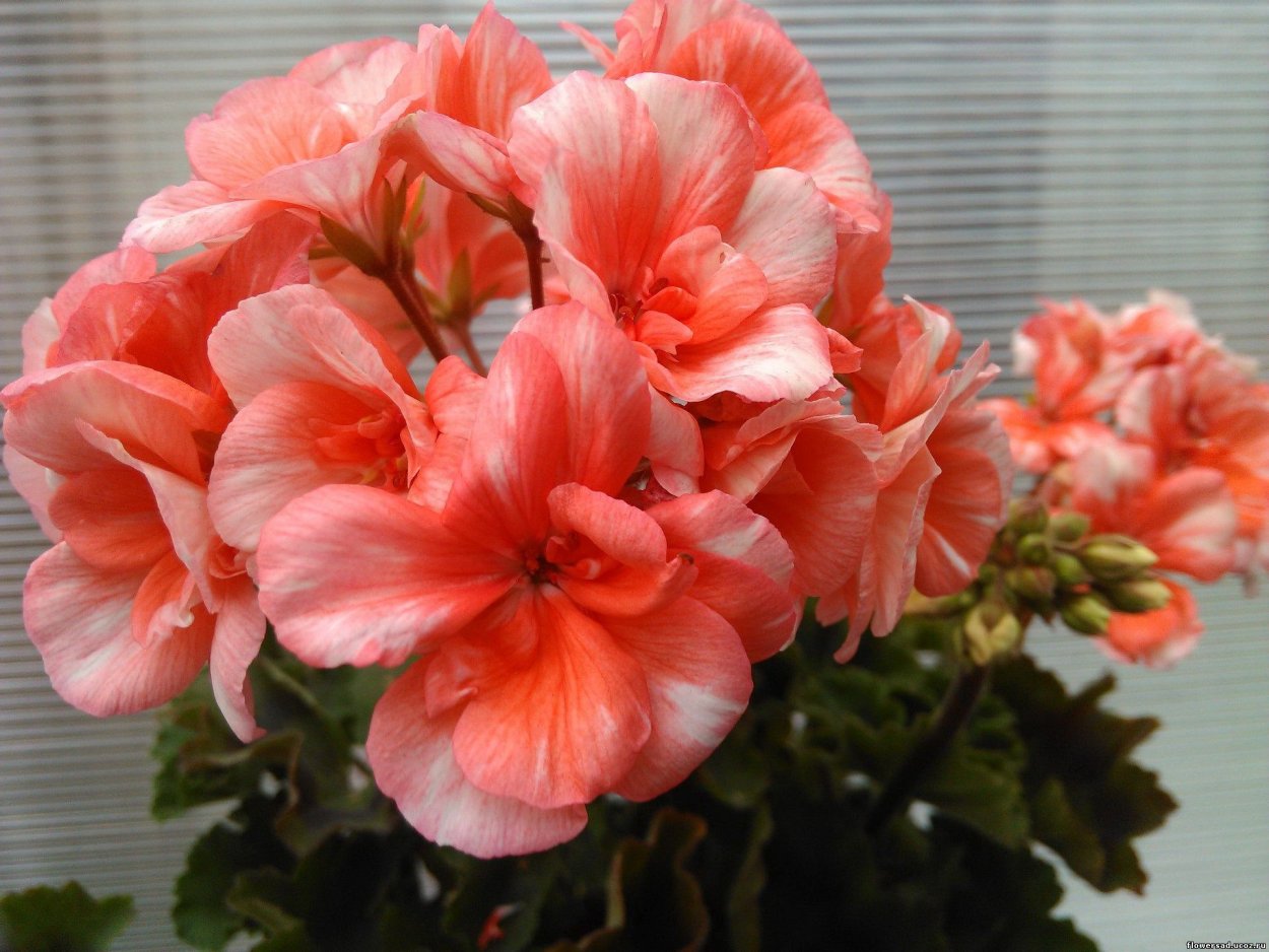 Пеларгония Дольче Вита Эмма Салмон