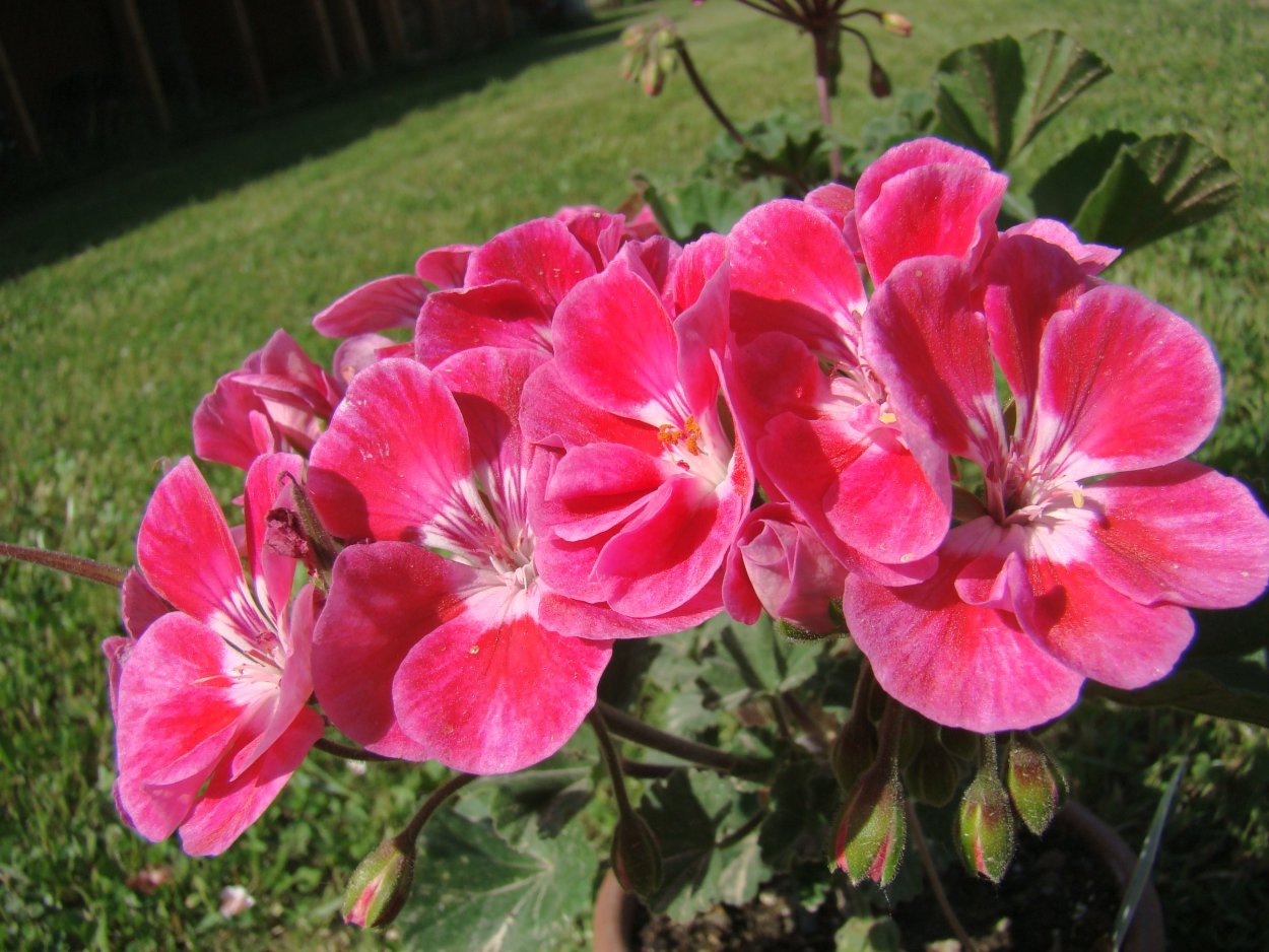 Пеларгония Тоскана Дольче Вита