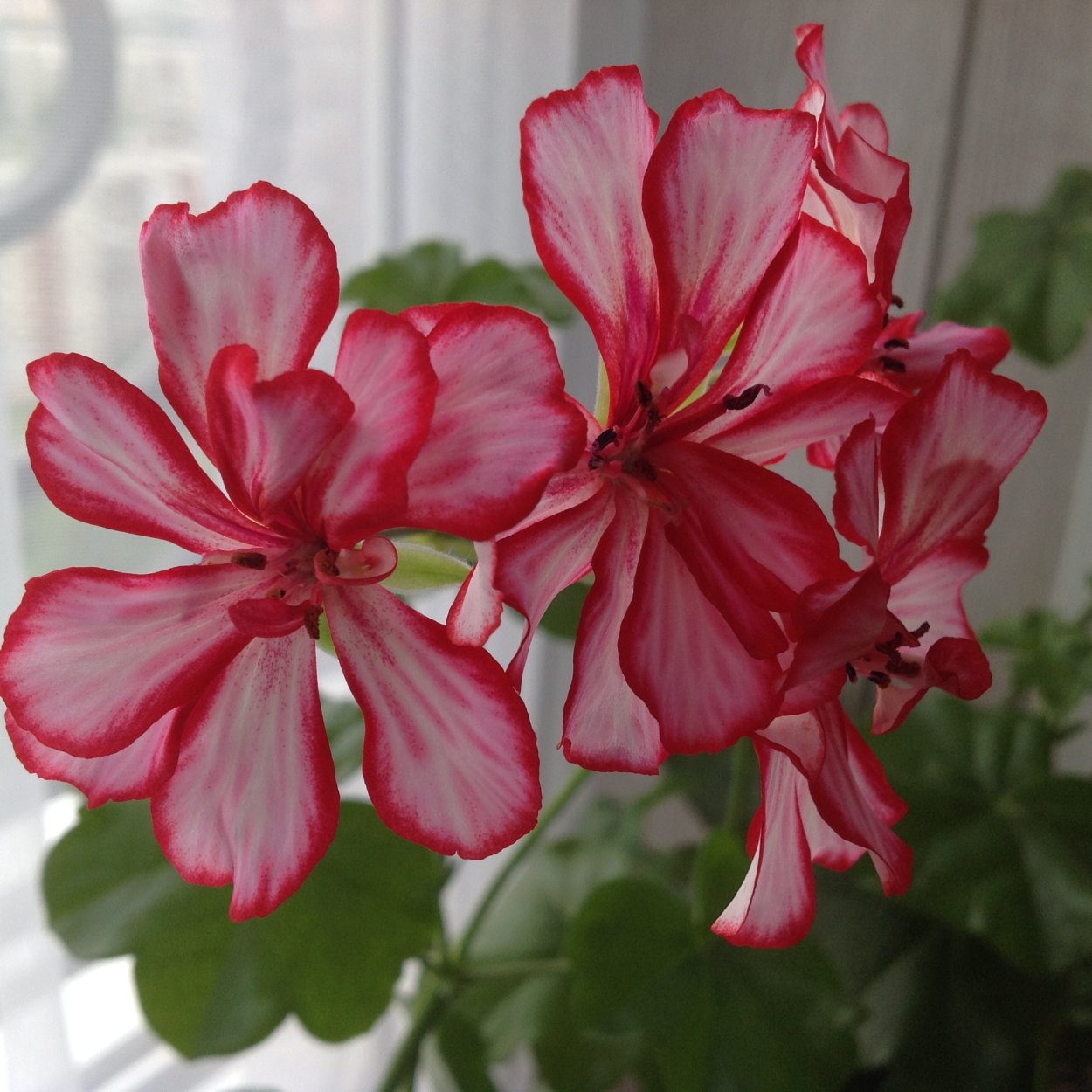 Toscana Okka пеларгония