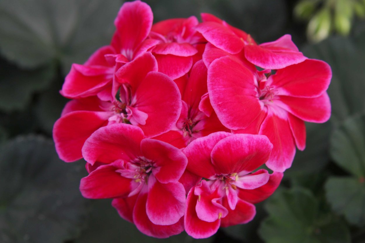 Пеларгония Castello Tammo