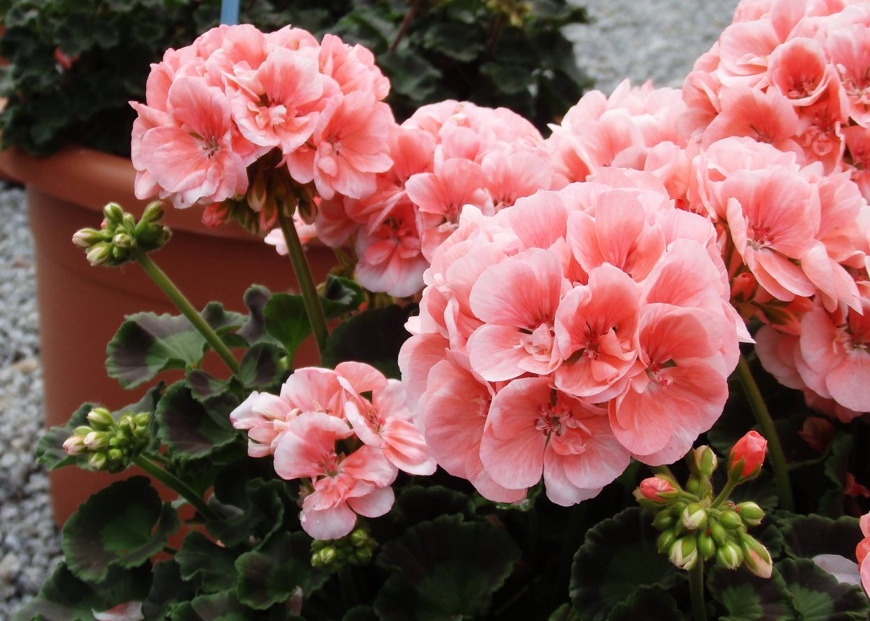 Пеларгония Тоскана Дольче Вита Салмон Эмма