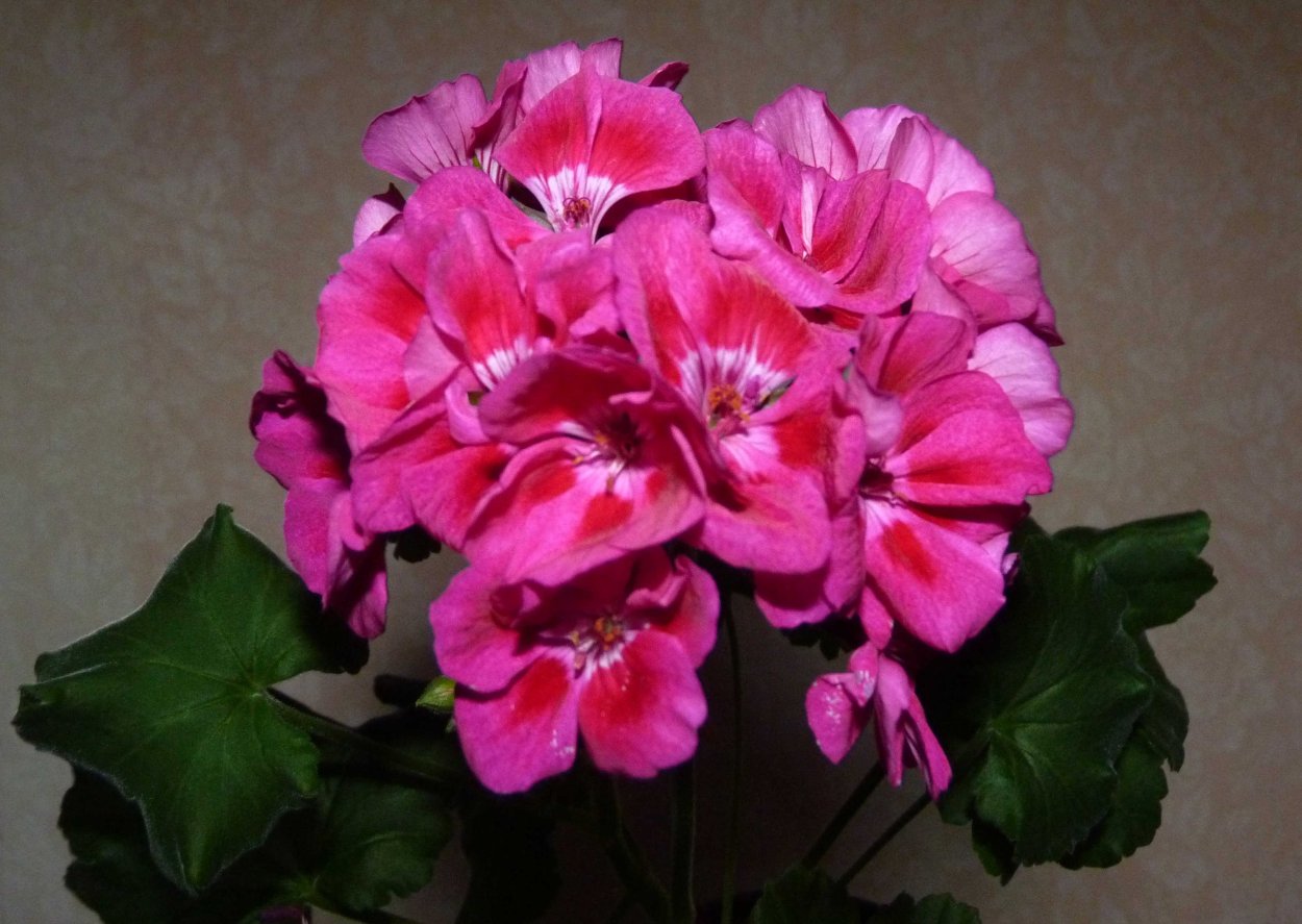 Пеларгония Тоскана Клаудио