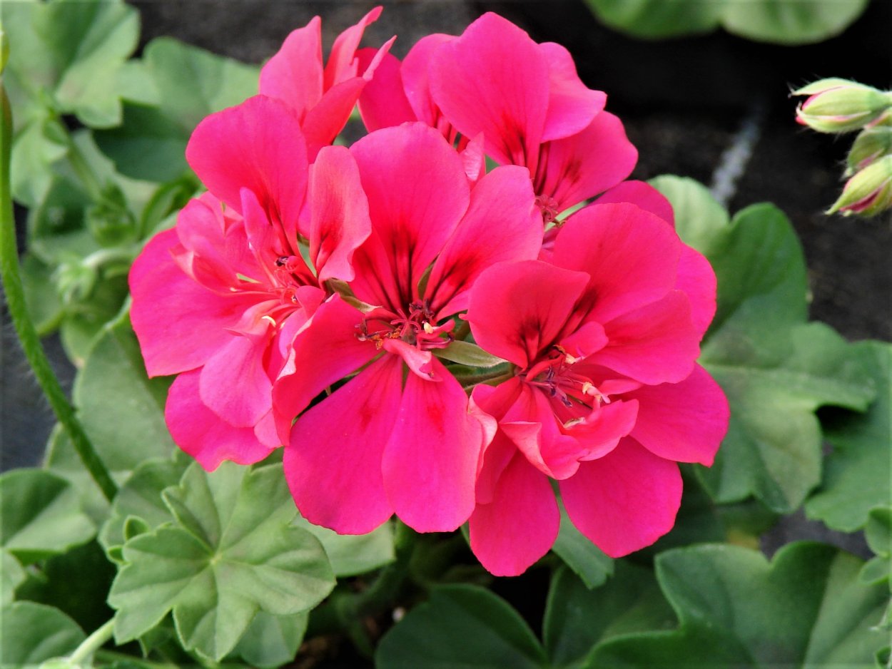 Пеларгония Тоскана Биг 5 аметист