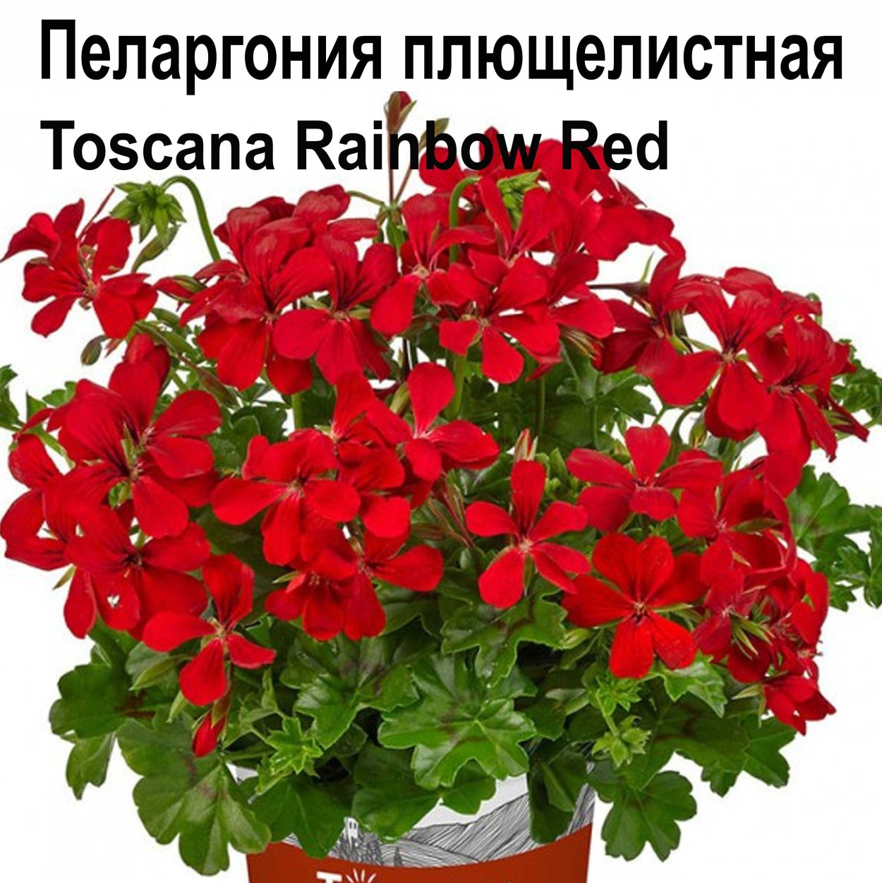Пеларгония плющелистная Toscana Rainbow Red