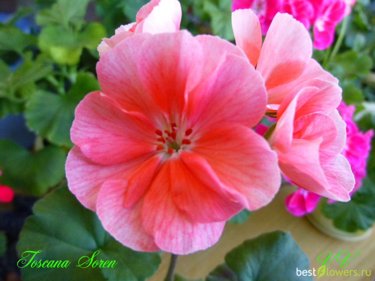 Toscana Soren пеларгония