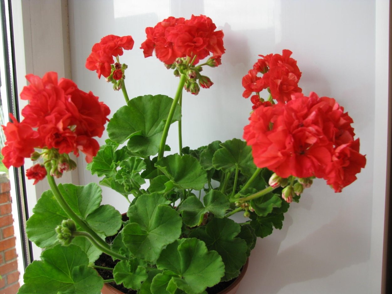 Пеларгония Эдвардс Тоскана