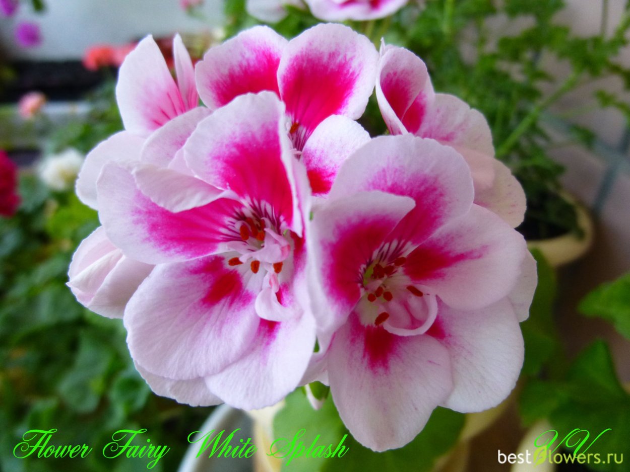 Пеларгония Flower Fairy White Splash