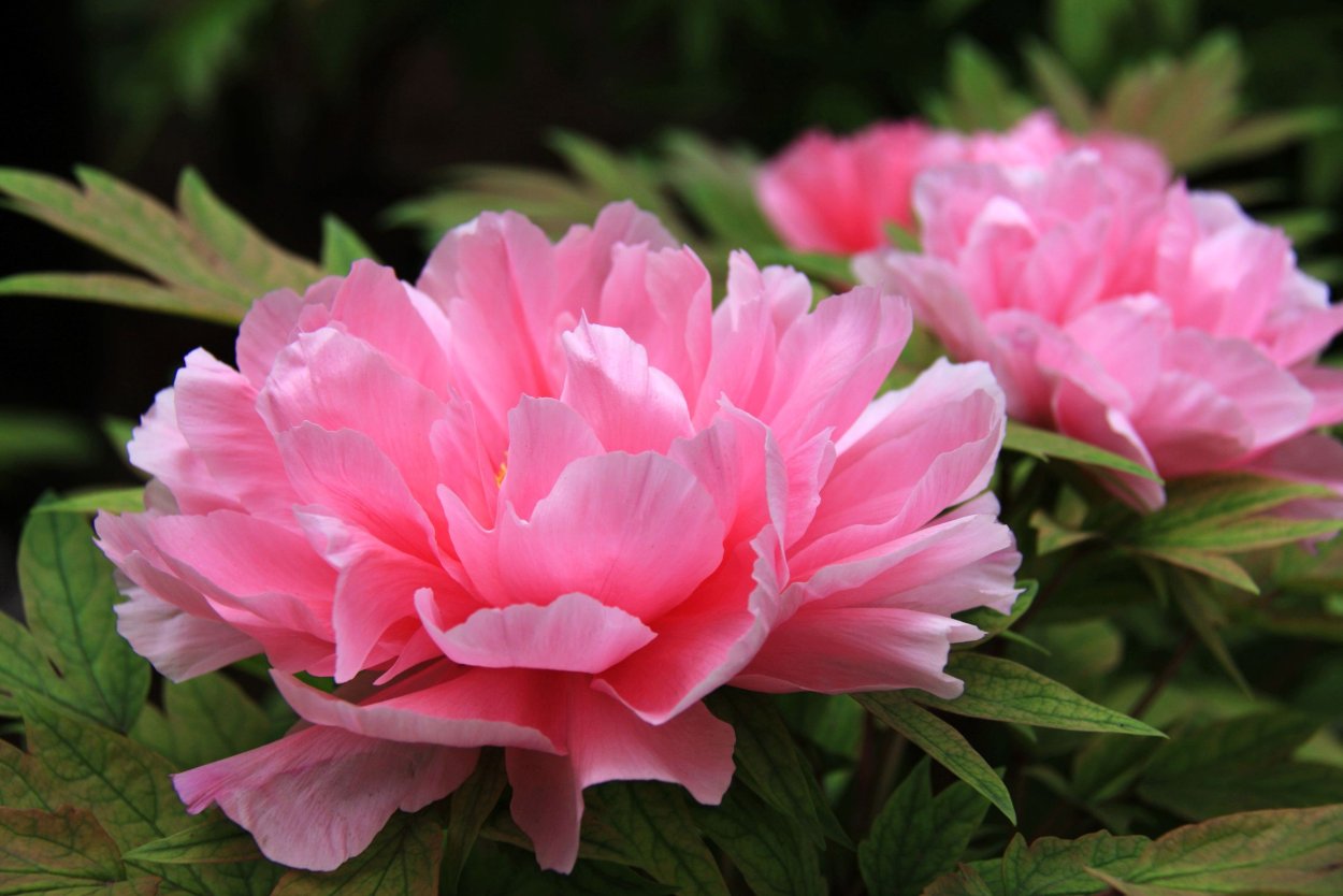 Пион Джулиска