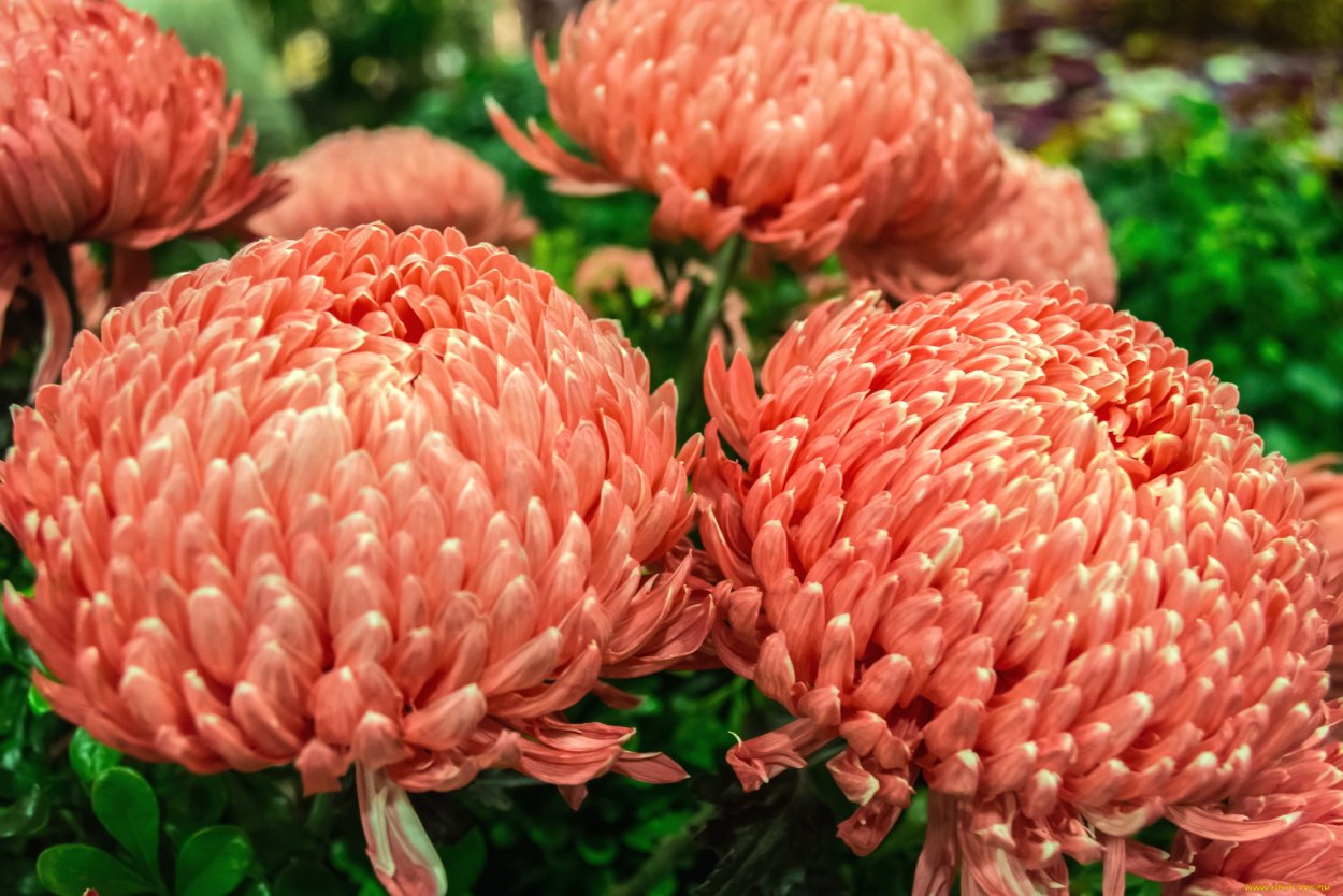 Хризантема Виенна Пинк