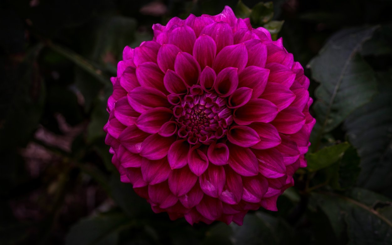 Георгина дайберк дарк Пинк