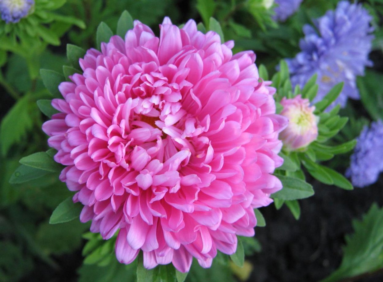 Астра пионовидная махровая