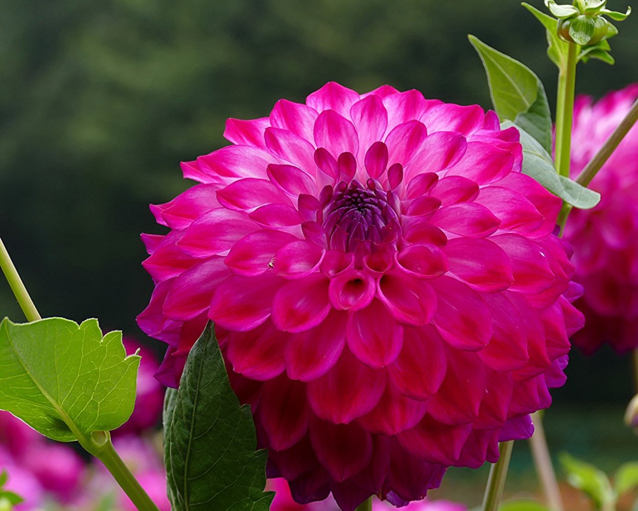 Георгины Дахлия