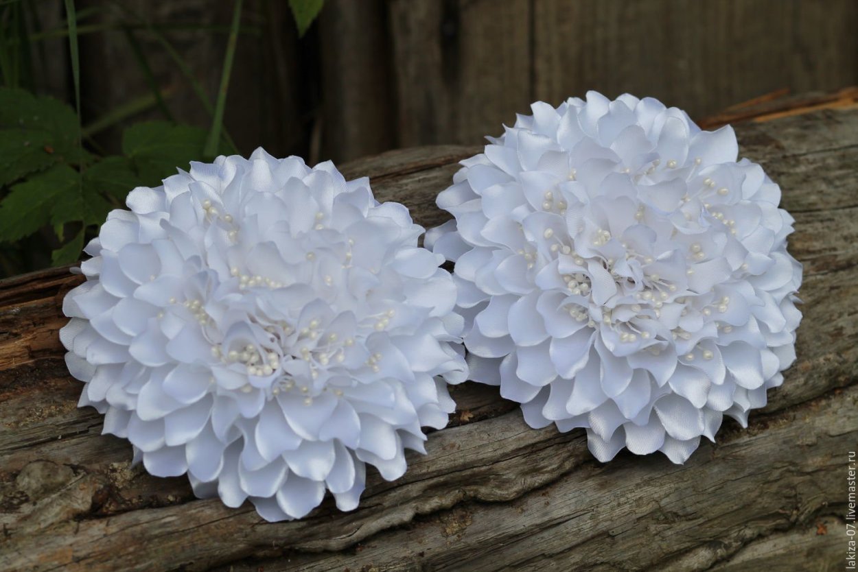 Бантики георгины