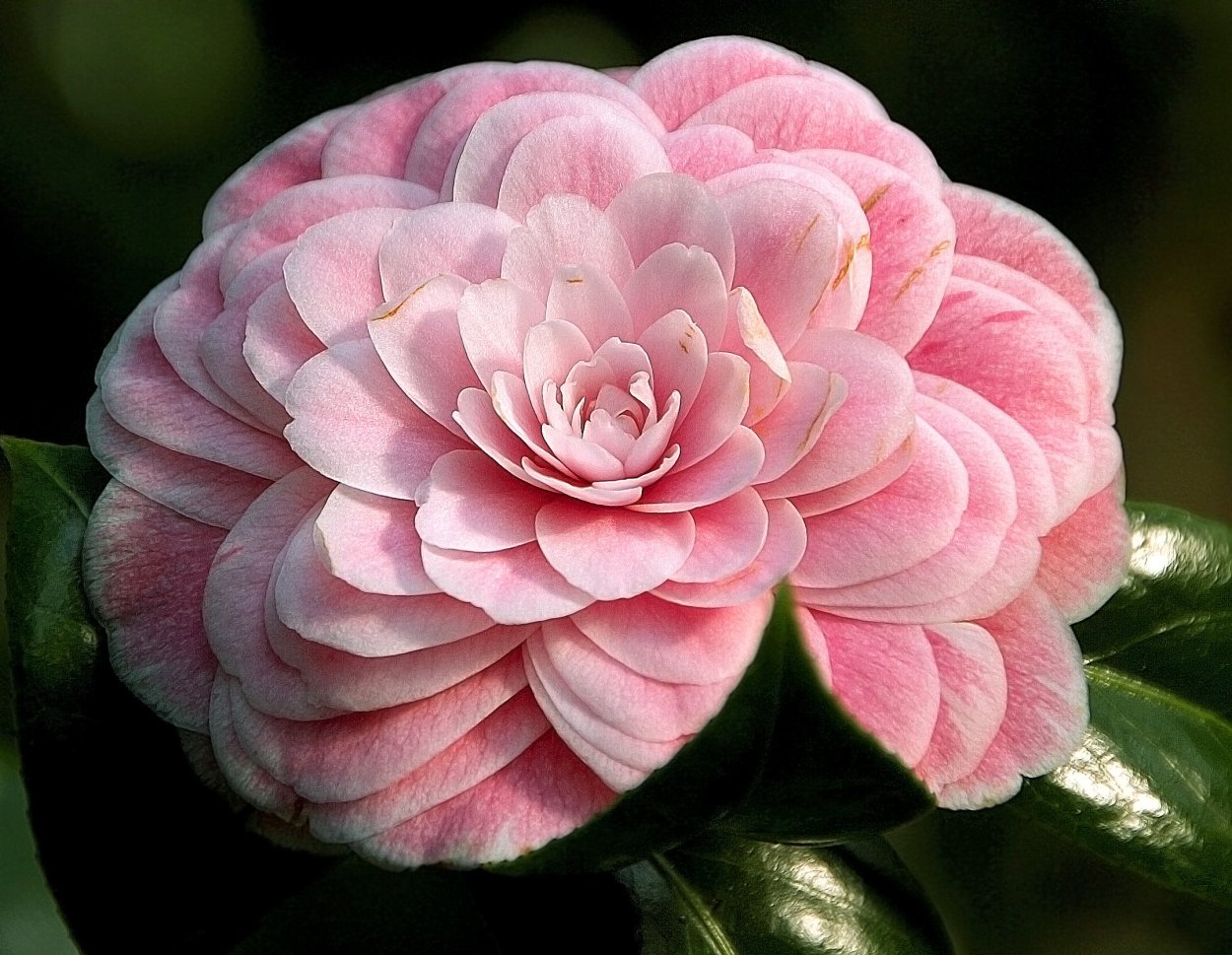 Камелия Вильям Бартлетт